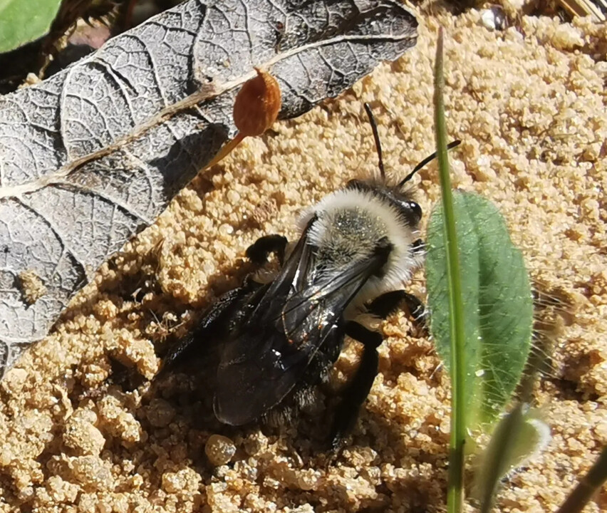 Foto: Amira Elatawna