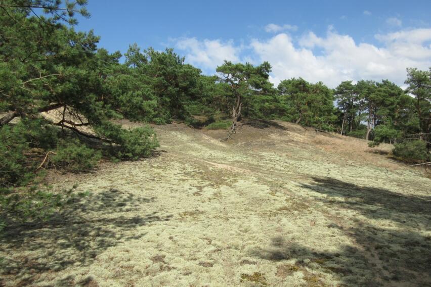 Die naturschutzfachlich wertvolle Dünenlandschaft um Kaarßen und Stixe vereint unter anderem seltene und besonders geschützte Flechten-Kiefernwälder, offene Silbergras-Pionierrasen auf Binnendünen und weitere Sandtrockenrasentypen. (Foto: Sören Frischmuth)