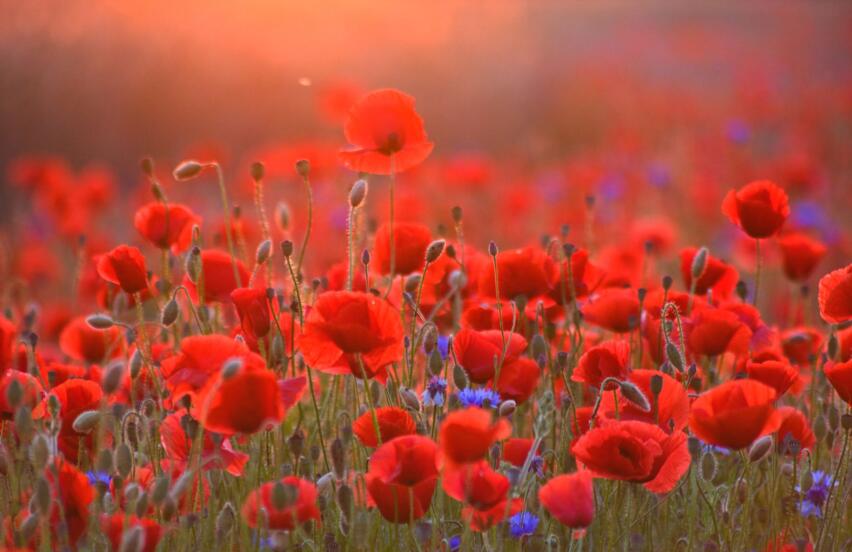 Foto: Udo Steinh&auml;user