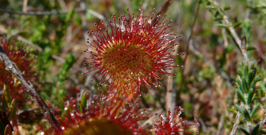 Der Rundbl&auml;ttrige Sonnentau ist ein Bewohner der Hochmoore. Den chronischen Stickstoffmangel dieser Gebiete vermeidet er, indem er mit seinen klebrigen Tentakeln Insekten f&auml;ngt und aus ihnen seine N&auml;hrsalze gewinnt.