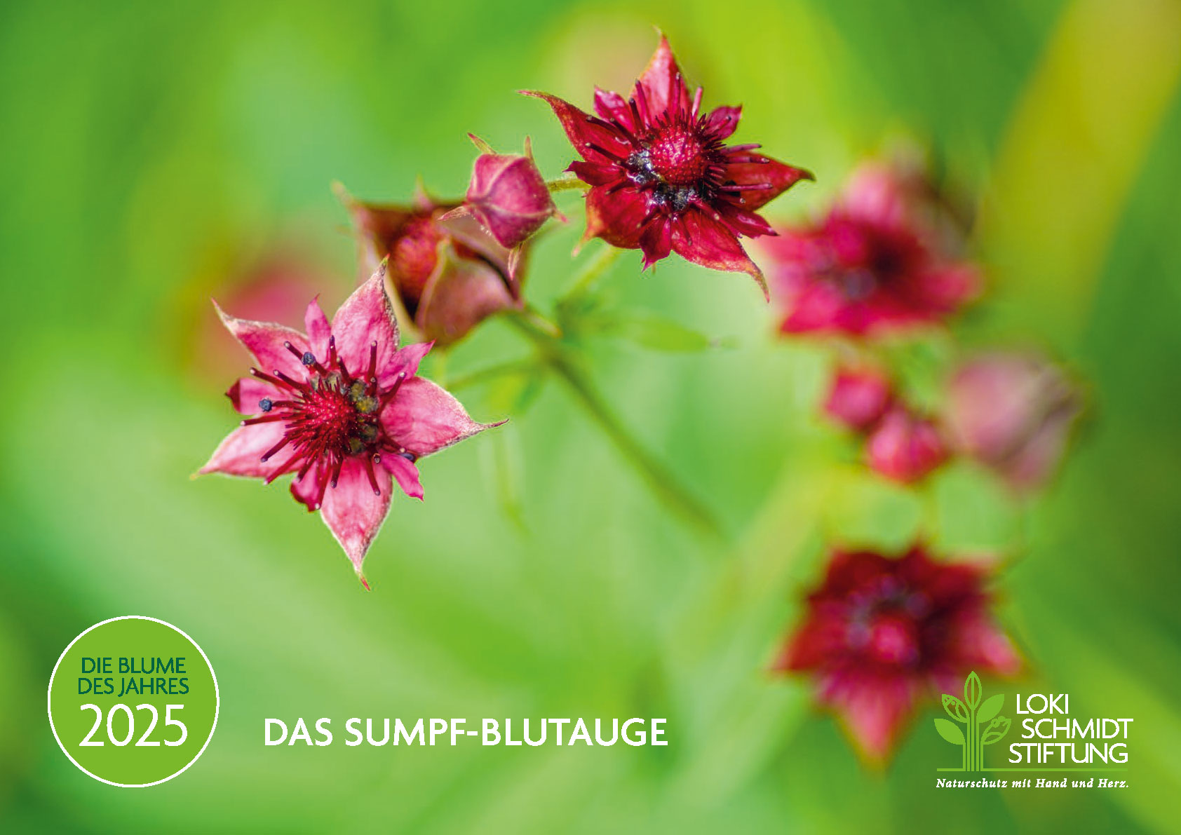 Loki Schmidt Stiftung Blume des Jahres 2025 Das SumpfBlutauge