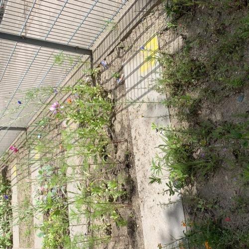 Vom Lesegarten zum Gemüsegarten 