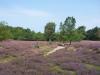 Die Heide zeigt sich von ihrer schönsten Seite.