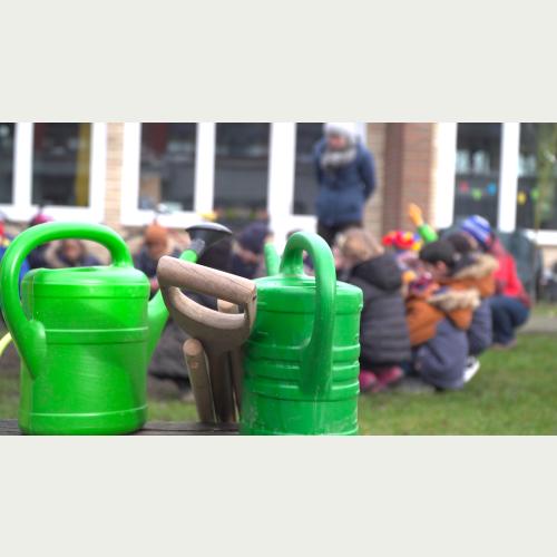 180 Sal-Weiden sollen auf Kita-und Schulgeländen in Hamburg für mehr Artenvielfalt sorgen