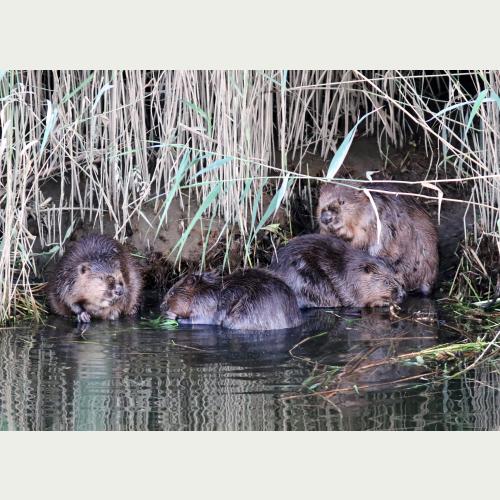 2016 gelang der erste Nachweis von Biberjungtieren in Hamburg