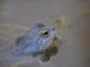 Moorfrosch zur Balzzeit