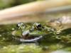 Teichfrosch