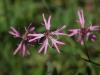 Kuckucks-Lichtnelke (Lychnis flos-cuculi)