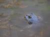 Moorfrosch in der Balzzeit