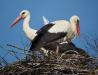Weißstörche