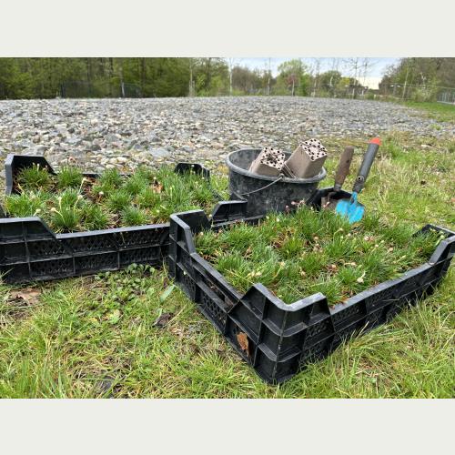 Alles ist bereit zum Pflanzen: 48 Grasnelken haben im Wilhelmsburger Inselpark einen neuen Lebenraum gefunden