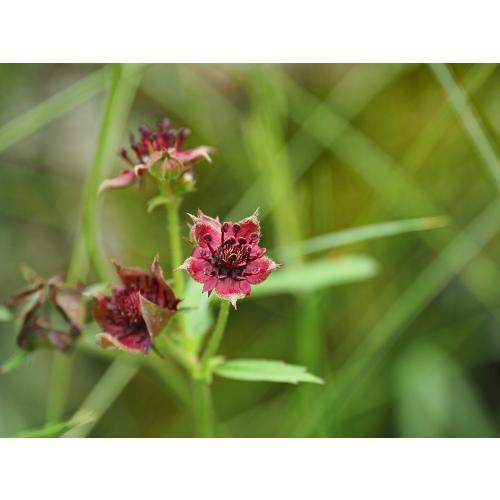 Als Blume des Jahres 2025 ist das Sumpf-Blutauge Botschafterin für den Arten- und Klimaschutz