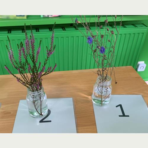 Besenheide (Calluna vulgaris, l.) und Kornblume (Centaurea cyanus, r.) gehörten zu den 200 Pflanzenarten, die beim Bronze-Kurs im Fokus standen