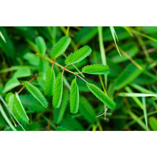 Foto: Julian Denstorf