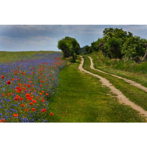 Blühstreifen an Feldwegen sind wertvolle Lebensräume und Rückzugsorte für Pflanzen und Tiere