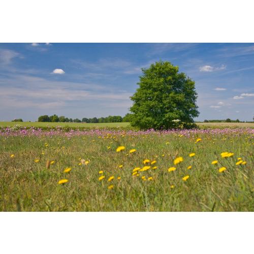 Blütenreiche Magerrasen sind ein Schlaraffenland für Insekten und eine Augenweide für uns Menschen.Foto: Udo Steinhäuser
