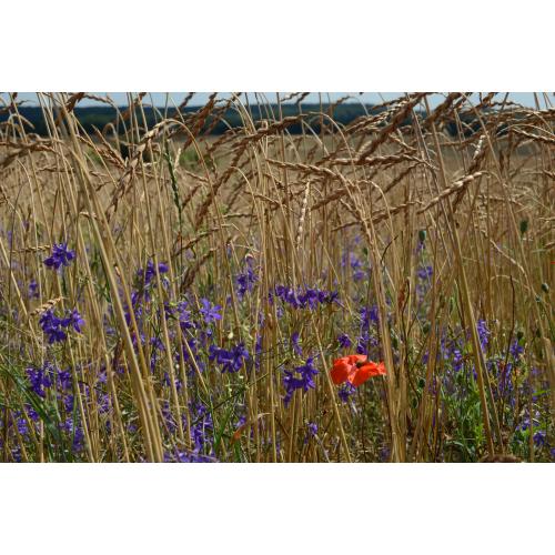 Nur noch auf wenigen Ackerflächen wachsen Getreide, Klatschmohn und Feldrittersporn nebeneinander 