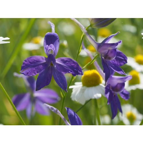 Der Feldrittersporn bevorzugt sonnige, kalkhaltige Böden