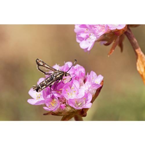 Der Grasnelken-Glasflügler ist dringend auf das Vorkommen der Grasnelke angewiesen um überleben zu können.
