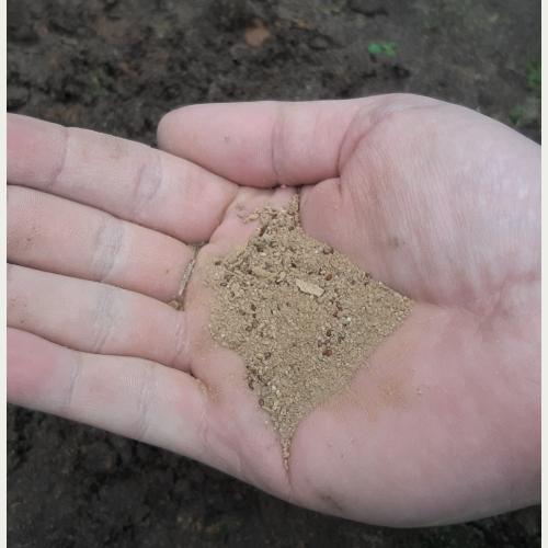 Die Samen der Kleinen Braunelle sind klein und leicht, für eine gleichmäßige Aussaat kann man das Saatgut mit Sand mischen