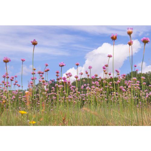 Die Grasnelke wächst entlang der Küsten auf Salzwiesen, in Dünentälern und auf Magerrasen des Binnenlandes
