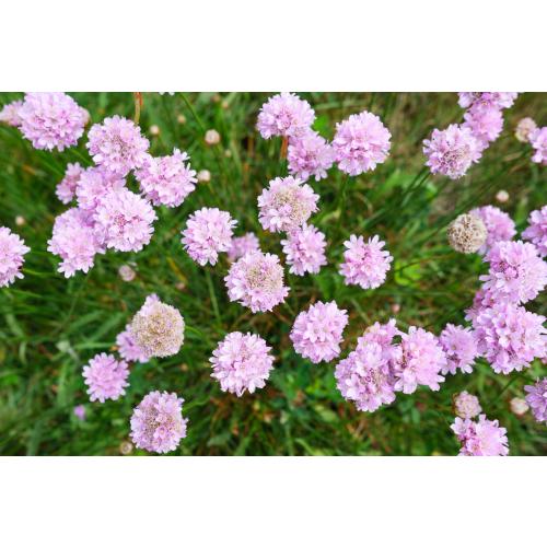 Die Grasnelke wächst niedrig und polsterartig mit schmalen Blättern, die Blütenstiele können bis zu 30cm hoch werden