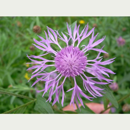 Die Wiesen-Flockenblume ist nicht nur ein leuchtender Blickfang, sondern auch wichtige Nahrungsquelle für Wildbienen.