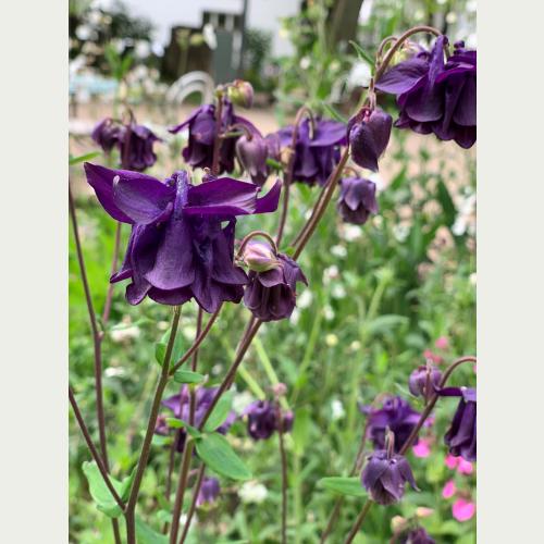 Die nickenden Blüten der Gewöhnlichen Akelei sind ein Schlaraffenland für viele Insekten. 
