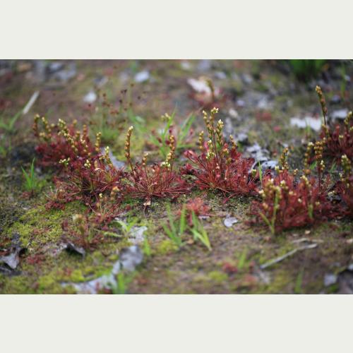 Die weißen Blüten sitzen an langen Stängeln, damit bestäubende Insekten nicht in die Fänge der klebrigen Tentakel gelangen. © Norbert Jürgens