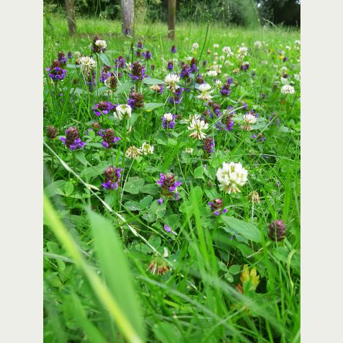 Ein wahrer Blickfang: Werden Rasenflächen selten gemäht, haben Wildblumen wie die Kleine Braunelle Zeit, um Blüten auszubilden