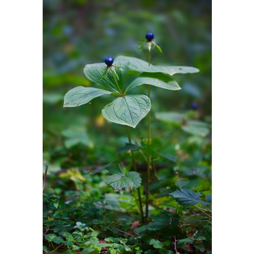 Die Einbeere bildet pro Pflanzentrieb nur eine einzige Beere aus