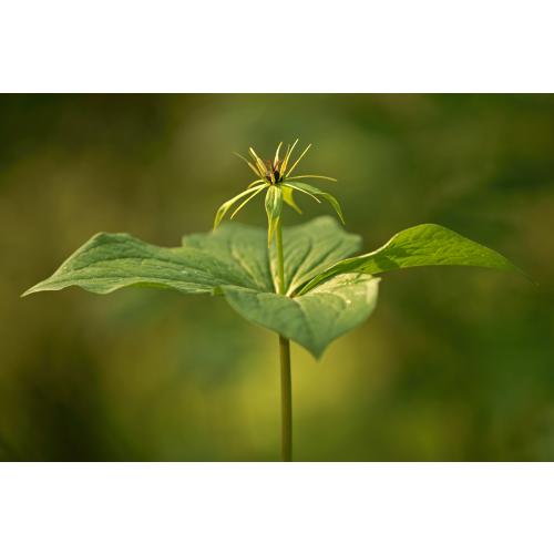 Im Mai bildet jeder Stängel eine endständige Blüte mit auffallend gelben Staubfäden und unscheinbaren grünen Blütenblättern.