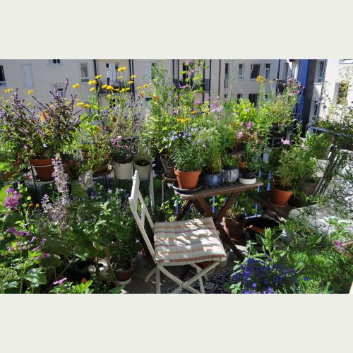 Eine artenreiche, blühende Oase auf 3m²: der Balkon von Stefanie Binder_Foto Stefanie Binder