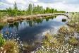 Eine Renaturierung zerstörter Moorflächen ist möglich, benötigt jedoch viel Zeit und aufwendige Maßnahmen © Hermann Timmann