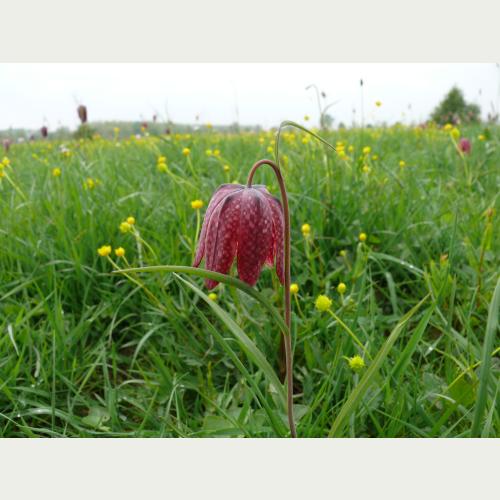 Einst waren Schachblumen so häufig, dass sie auf Hamburger Märkten verkauft wurden. Heute ist die Pflanze vom Aussterben bedroht