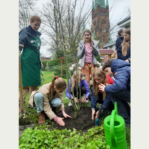 Fast geschafft, die Sal-Weide wird auf dem Schulhof schon bald zahlreiche Wilbienen und Schmetterlinge anlocken
