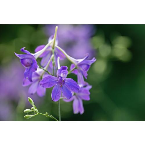 Der Feldrittersporn ist Blume des Jahres 2026