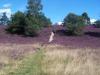 Fischbeker Heide