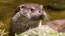 Fischotter, Foto: Guido Rastig