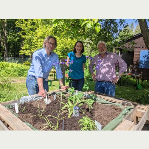 Jochen Blauel (Kitaträger Kinderwelt Hamburg e.V.), Svenja Holst (Loki Schmidt Stiftung) und Bernd Tißler (Gemeinschaftsgarten „Lokis Blumenwiese“) pflanzten im Gemeinschaftsgarten „Lokis Blumenwiese“ seltene Wildpflanzen, z.B. die bereits blühende Wald-Akelei. 