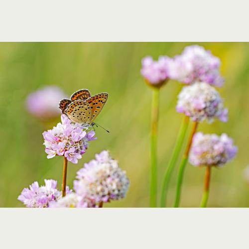 Für den Braunen Feuerfalter, in Hamburg auf der Roten Liste als stark gefährdet eingestuft, ist die Grasnelke eine wichtige Nahrungsquelle