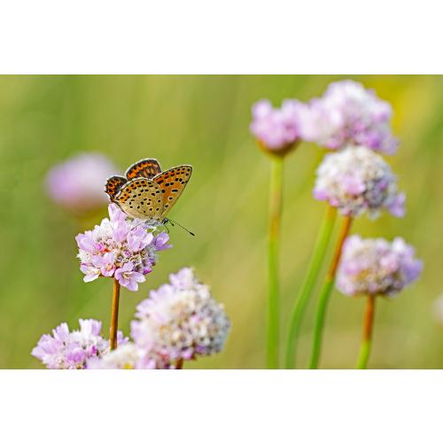 Brauner Feuerfalter (Lycaena tityrus)