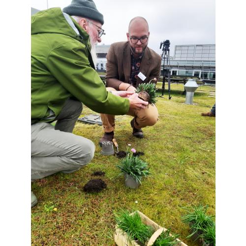 Gartenbotschafter John Langley und André Palm pflanzen die Grasnelke