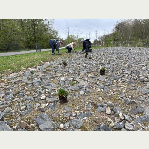 Gemeinsam mit Ehrenamtlichen wurde die Grasnelke auf der ehemaligen Reichsstraße gepflanzt