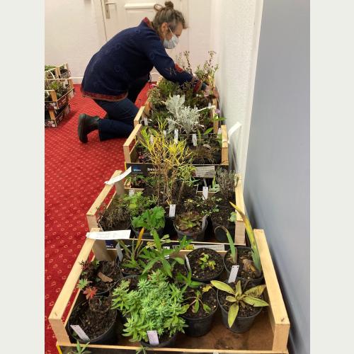 Gewinner-Stauden-Sets in der Geschäftsstelle.jpg