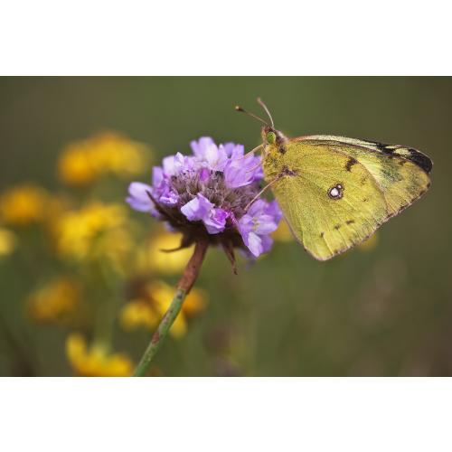 Goldene Acht (Colias hyale)