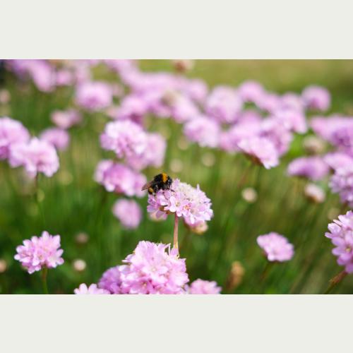 Wie ein rosafarbener Flor schweben die Blüten der Grasnelke über mageren Wiesen, auch Wildbienen wie die Erdhummel finden hier Nahrung.