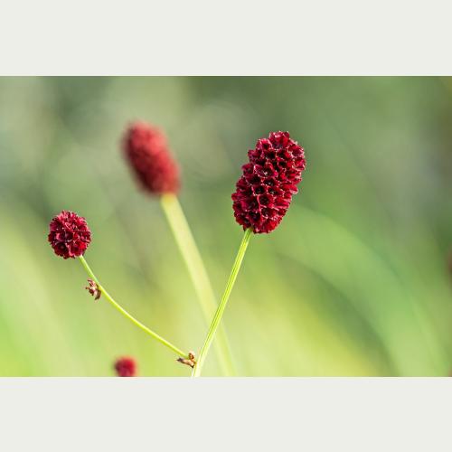 Großer Wiesenknopf_Hermann Timmann.jpg