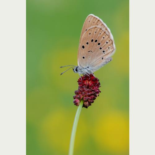 Heller Wiesenknopf Ameisenbläuling_Karin Rollett-Vlcek.jpg