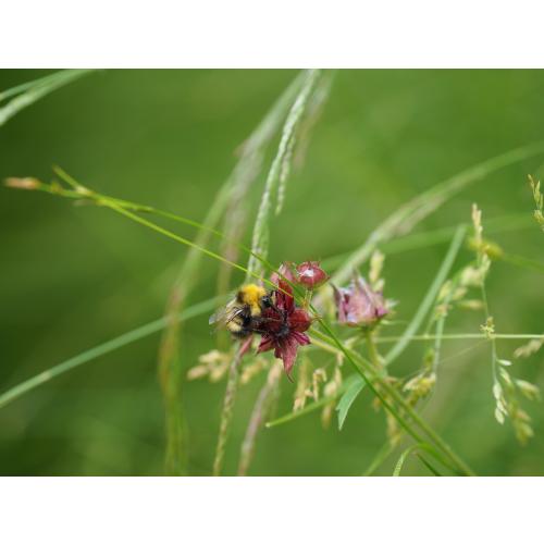 Hummeln und weitere Wildbienenarten finden an den Blüten der Blume des Jahres 2025 Nektar und Pollen 